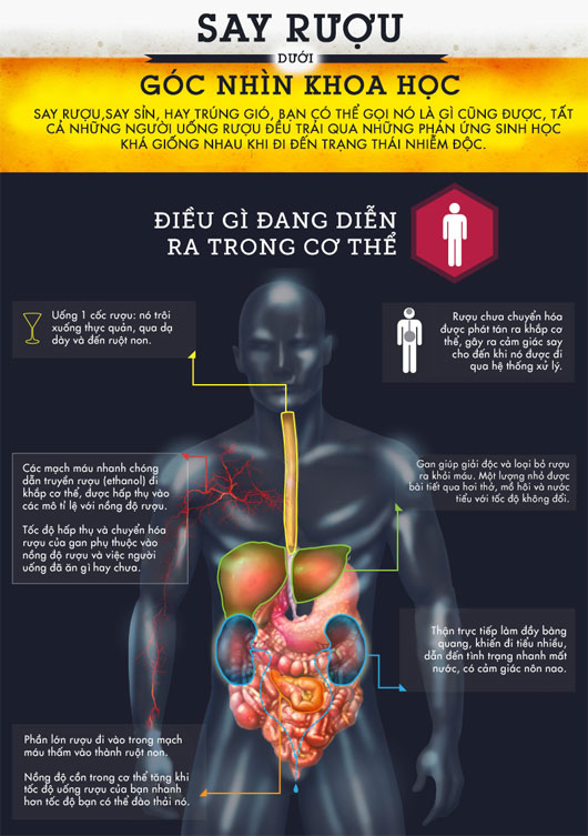 Say rượu dưới góc nhìn khoa học KhoaHoc tv