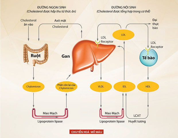 Cholesterol L G Khoahoc Tv