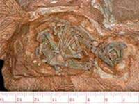 Tìm thấy bào thai khủng long cổ nhất