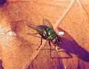 Chuột và ruồi có thể mang H5N1