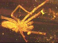 Con nhện 20 triệu tuổi