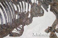 Phát hiện hoá thạch tê giác mang thai