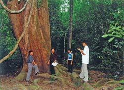 VN: Độ che phủ rừng đạt 36,7%