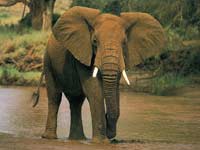 Rắc rối chuyện con voi sẩy thai