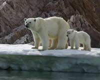 Gấu Bắc cực bơi 46 miles một ngày