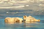 Băng tan đe dọa gấu bắc cực