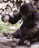 Gorilla có khả năng sử dụng công cụ