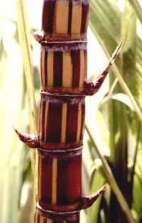Các bài thuốc từ mía