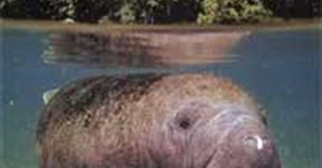 Lời khẩn cầu của mỹ nhân ngư