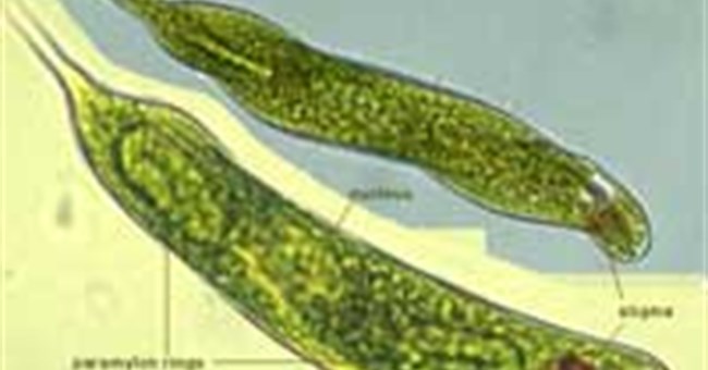 Xử lý nước thải bằng thủy sinh thực vật