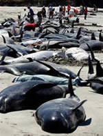 60 con cá voi chết vì mắc cạn ở Ốt-xtrây-li-a