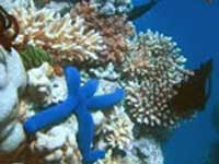 Một nửa số đảo san hô trên thế giới có thể biến mất