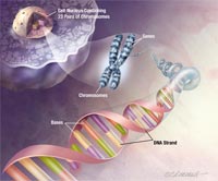 Bản đồ DNA mới giúp chống lại gen có hại