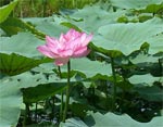 Giảm béo bằng... hoa!