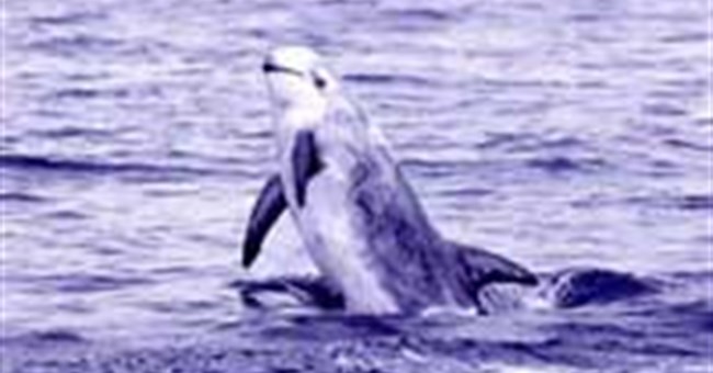 Kẻ bá chủ thực sự của đại dương