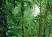 Diện tích rừng Amazôn bị phá nhiều gấp hai lần so với những số liệu ước tính