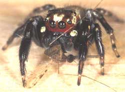 Loài nhện khát máu ở châu Phi