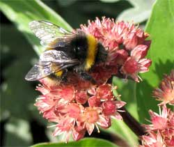Loài ong có thể điều chỉnh tốc độ bay