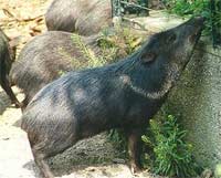 Lợn biết ở sạch