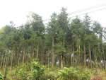 Sâu róm dày đặc trên hơn 1.000 héc-ta rừng thông
