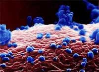 Lần đầu tiên công bố bức ảnh về virus cúm gia cầm