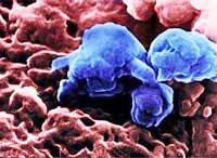 Lần đầu tiên công bố bức ảnh về virus cúm gia cầm