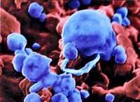 Lần đầu tiên công bố bức ảnh về virus cúm gia cầm