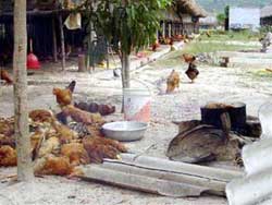 Bà Rịa - Vũng Tàu: Gà bắt đầu chết hàng loạt!
