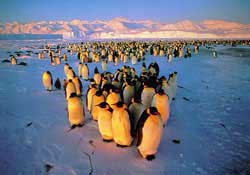 Núi băng giúp chim cánh cụt tiến hóa nhanh