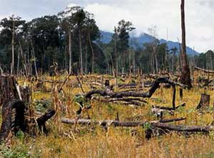 Tình trạng phá rừng trên toàn cầu vẫn ở mức báo động