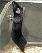Phát hiện hoóc-môn cắt cơn thèm ăn ở loài chuột