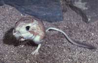 Chuột không uống nước