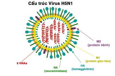 Văcxin phòng H5N1 sẽ vô dụng với đại dịch