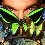 Cánh bướm hoạt động giống công nghệ LED