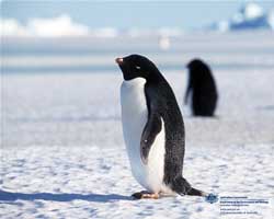 Núi băng giúp chim cánh cụt tiến hóa nhanh