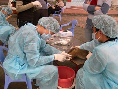 Ai tình nguyện tiêm thử vaccine H5N1?