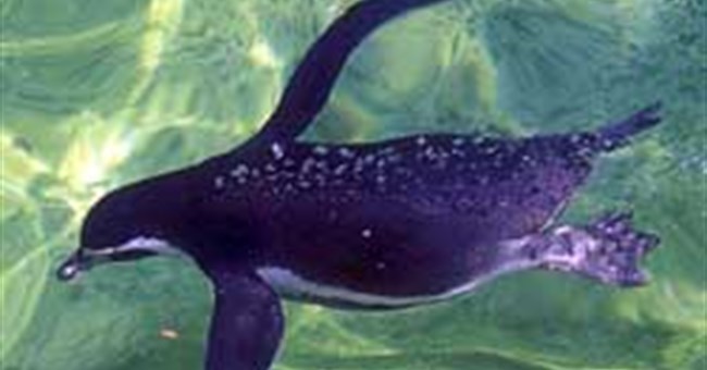 Chim cánh cụt xứ ấm