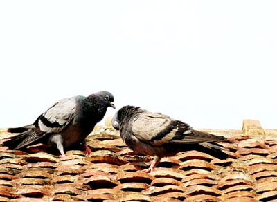 Tính đến tiêu hủy toàn bộ đàn gia cầm