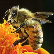 Khỏe đẹp với sữa ong chúa và phấn hoa ong