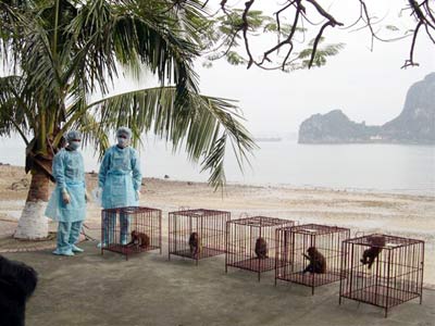 Chưa thể thử nghiệm vaccine H5N1 trên người vì... thủ tục?