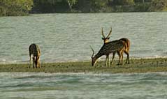 Công viên quốc gia Sundarbans (Ấn Độ)
