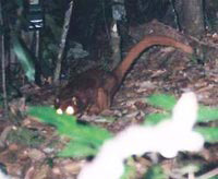 Phát hiện loài sinh vật bí hiểm ở rừng Borneo