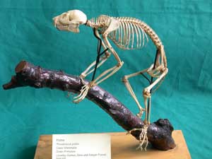 Vượn cáo Perodicticus Potto