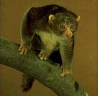 Vượn cáo Perodicticus Potto