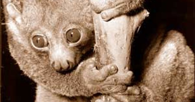 Vượn cáo Perodicticus Potto