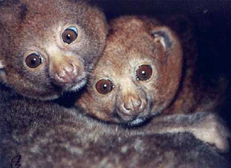 Vượn cáo Perodicticus Potto