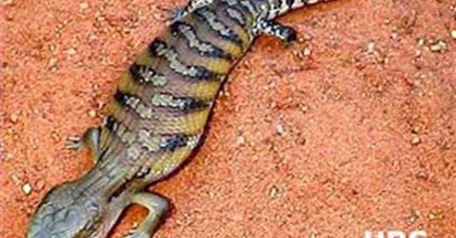 Thằn lằn lưỡi xanh