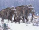 Đọc được ADN của voi mamút