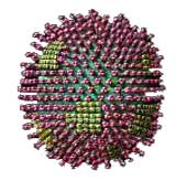 Vi-rút H5N1 đã kháng lại thuốc Tamiflu