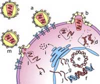 Phát hiện cơ chế HIV xâm nhập tế bào